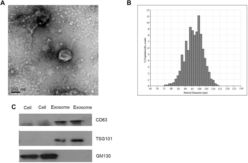 Pathology & Oncology Research | Identification of Diagnostic