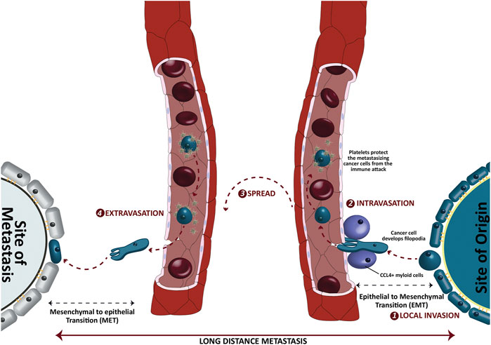 POR | The Adipokine Component in the Molecular Regulation of 