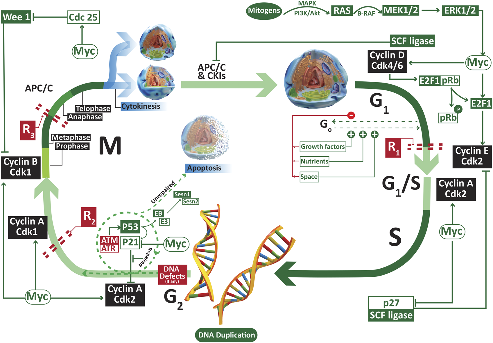 003 Frontiers | Aberrant DNA methylation in multiple myeloma: A