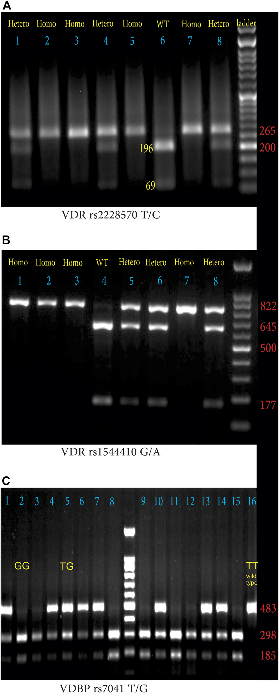FIGURE 1
