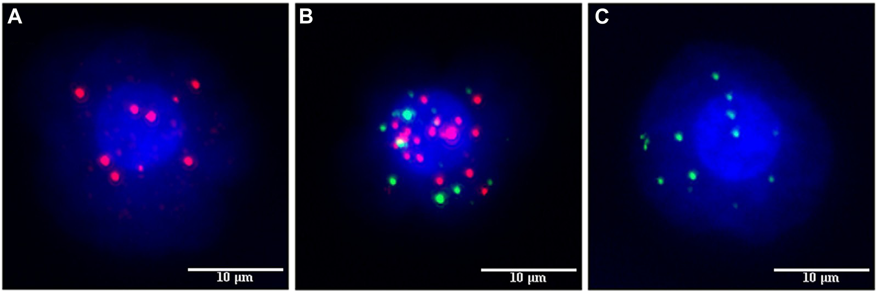 FIGURE 2