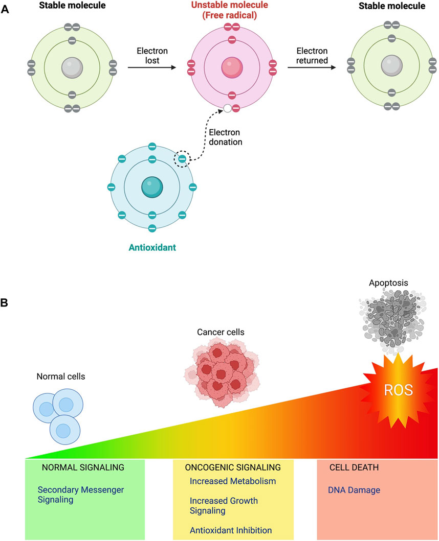 The Relationship Between Reactive Oxygen Species and Endothelial Cell  Metabolism. - Abstract - Europe PMC