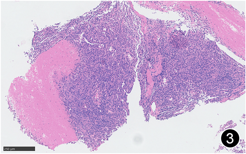 FIGURE 3