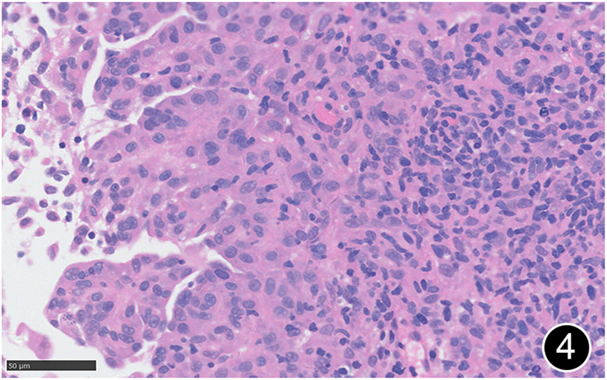 FIGURE 4