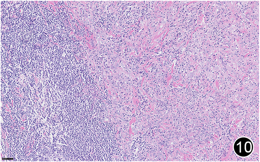 FIGURE 10