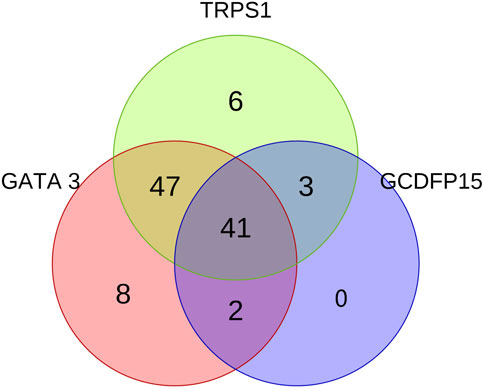 Venn diagram showing the overlap between three sets labeled TRPS1, GATA 3, and GCDFP15. TRPS1 has 6 unique elements, GATA 3 has 8 unique elements, and GCDFP15 has no unique elements. TRPS1 and GATA 3 share 47 elements, TRPS1 and GCDFP15 share 3 elements, and GATA 3 and GCDFP15 share 2 elements. All three sets share 41 elements.
