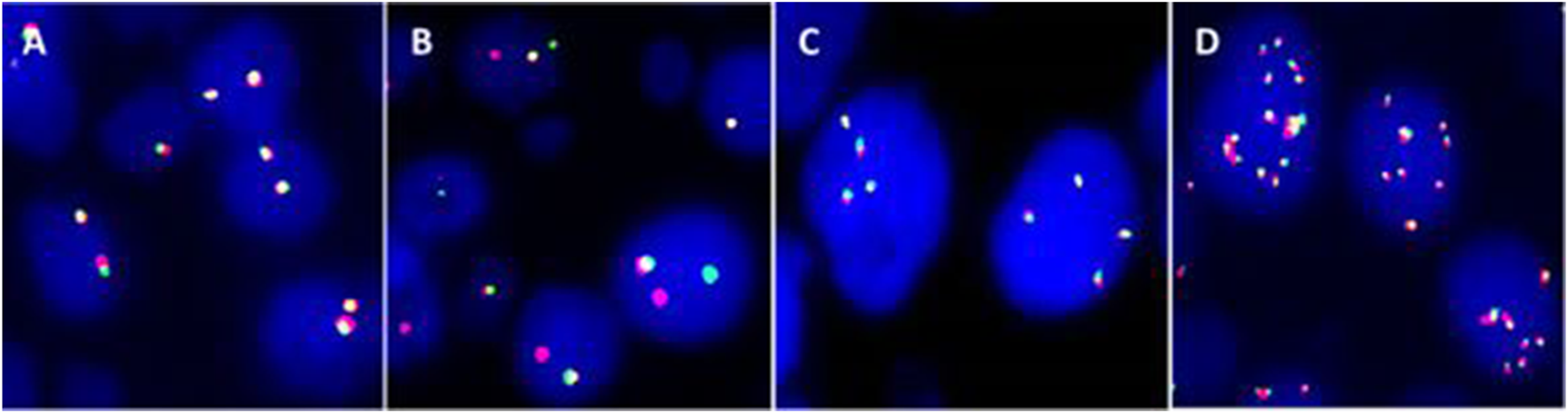 Fluorescence microscopy images divided into four panels labeled A, B, C, and D. Each panel shows glowing dots in various colors against a dark background, indicating the presence of fluorescent markers.