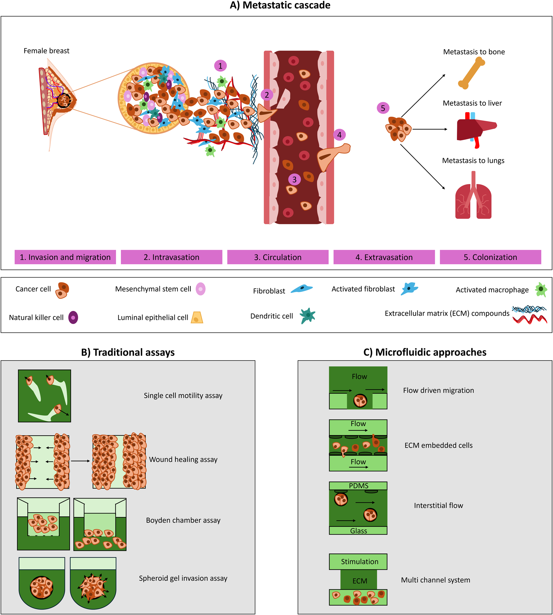 Experimental models to study breast cancer cell migration and metastasis. (A) Schematic of the metastatic cascade, outlining invasion/migration, intravasation, circulation, extravasation and colonization. (B) Traditional assays used to study migration and invasion: single-cell motility assay (individual cell tracking), wound healing assay (cell migration into a created gap), Boyden chamber (transwell migration across a porous membrane), and spheroid invasion (cell spheroids invading into a surrounding ECM). (C) Microfluidic approaches that enable controlled study of migration under flow: flow-driven migration (cells exposed to directional flow), ECM-embedded cultures (cells seeded within an ECM matrix and exposed flow from the sides), interstitial flow (fluid transport across porous matrices), and multichannel systems (parallel channels integratingmatrix, stimulation, and culture compartments).