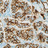 Special Issue Research topic image