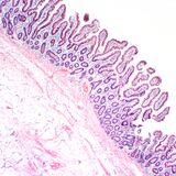 Special Issue Research topic image