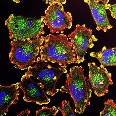 Special Issue Research topic image