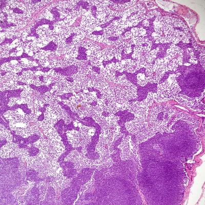 Special Issue Research topic image